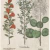 Besler 2nd Ed. Pl. 143, White Rock-Rose; Pomegranate; Smoke Tree