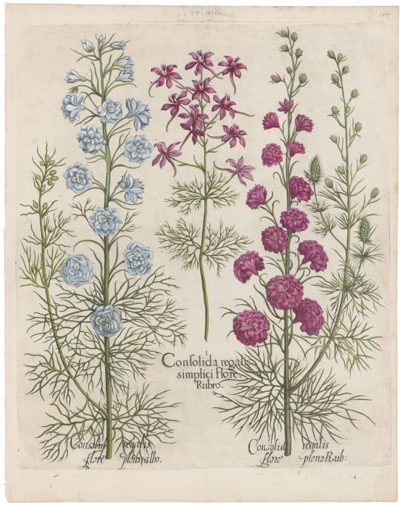 Besler 2nd Ed. Pl. 176, Three Larkspurs; Double-flowered White and Pink, Wild Pink