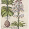 Besler 2nd Ed. Pl. 184, Spotted Variegated Martagon Lily