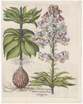 Besler 2nd Ed. Pl. 184, Spotted Variegated Martagon Lily