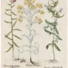 Besler 2nd Ed. Pl. 237, White-leaved Golden Strawflower; Coralwort