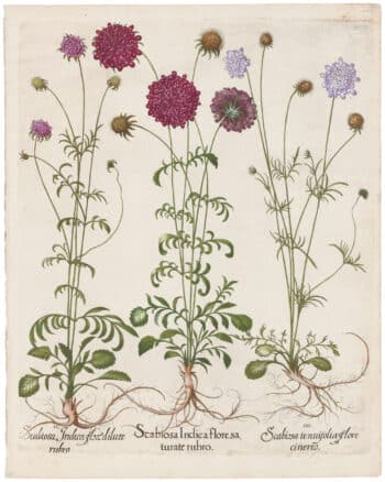 Besler 2nd Ed. Pl. 259, Double-flowered Mourning Brids; Scabiosa; Mourning Bride
