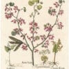 Besler Deluxe Ed. Pl. 3, Judas tree, False lily-of-the-valley, Moonwort fern