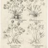 Besler Deluxe Ed. Pl. 17, Double-flowered wood anemone, et al