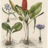 Besler Deluxe Ed. Pl. 33, Cuckoopint in flower and in fruit