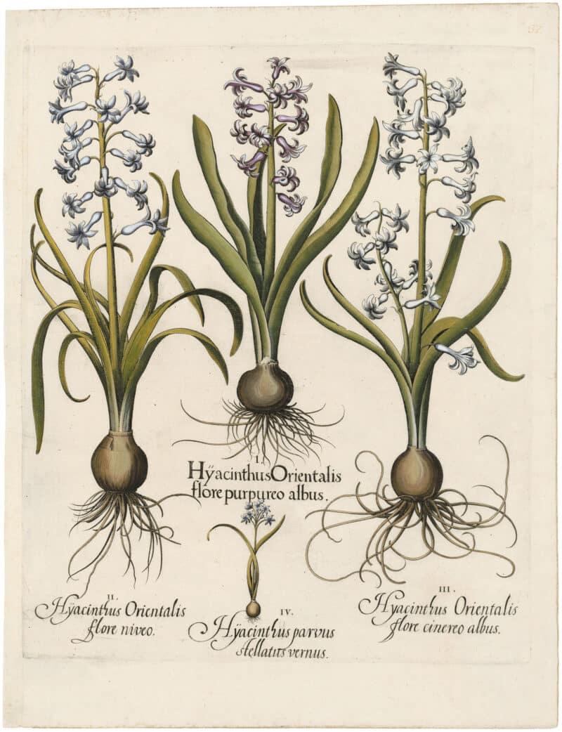 Besler Deluxe Ed. Pl. 37, Hyacinth with pale lilac flowers, et al
