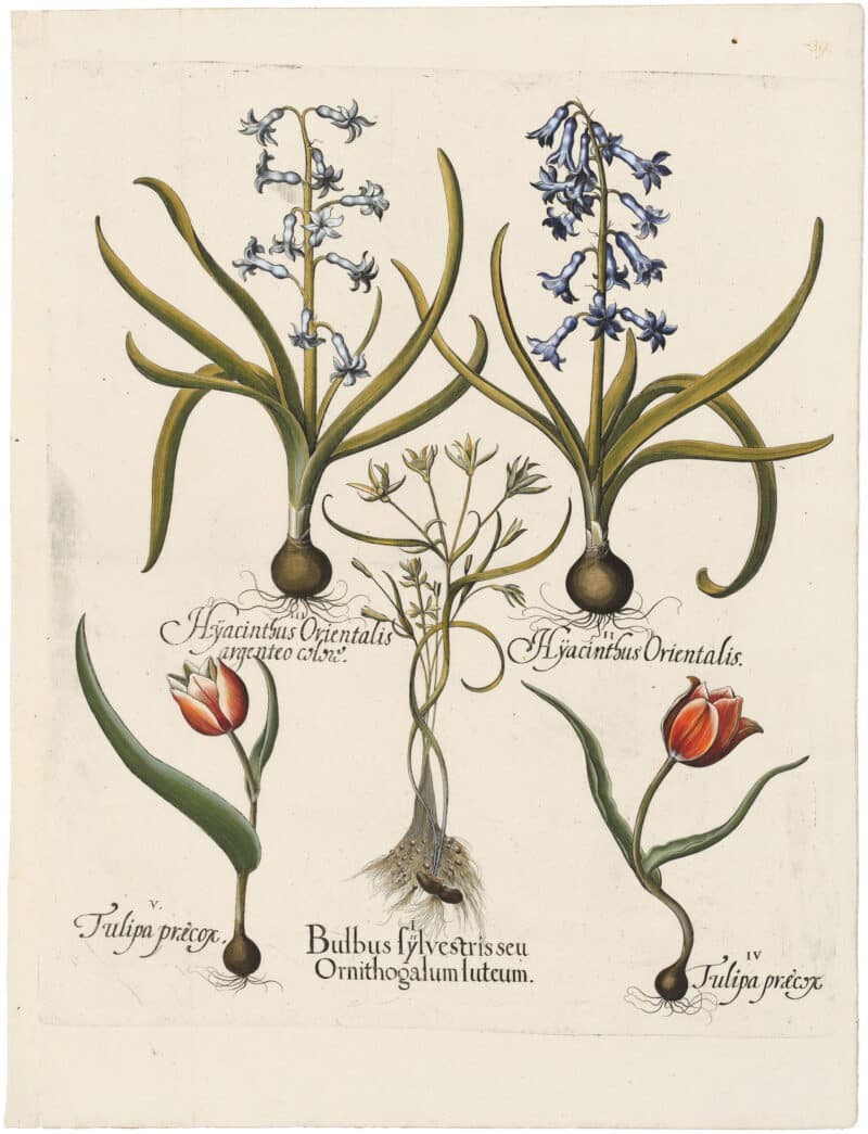 Besler Deluxe Ed. Pl. 39, Yellow-star-of-Bethlehem, Hyacinth, Early tulip