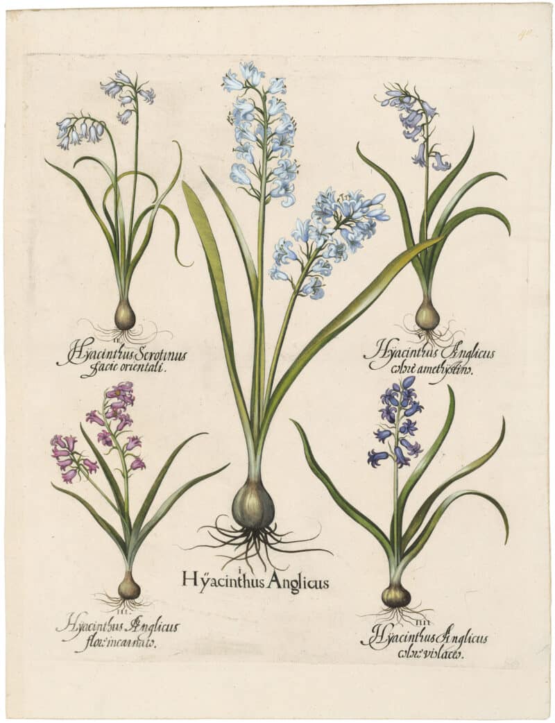 Besler Deluxe Ed. Pl. 40, Blue hyacinth, Wood hyacinth, et al
