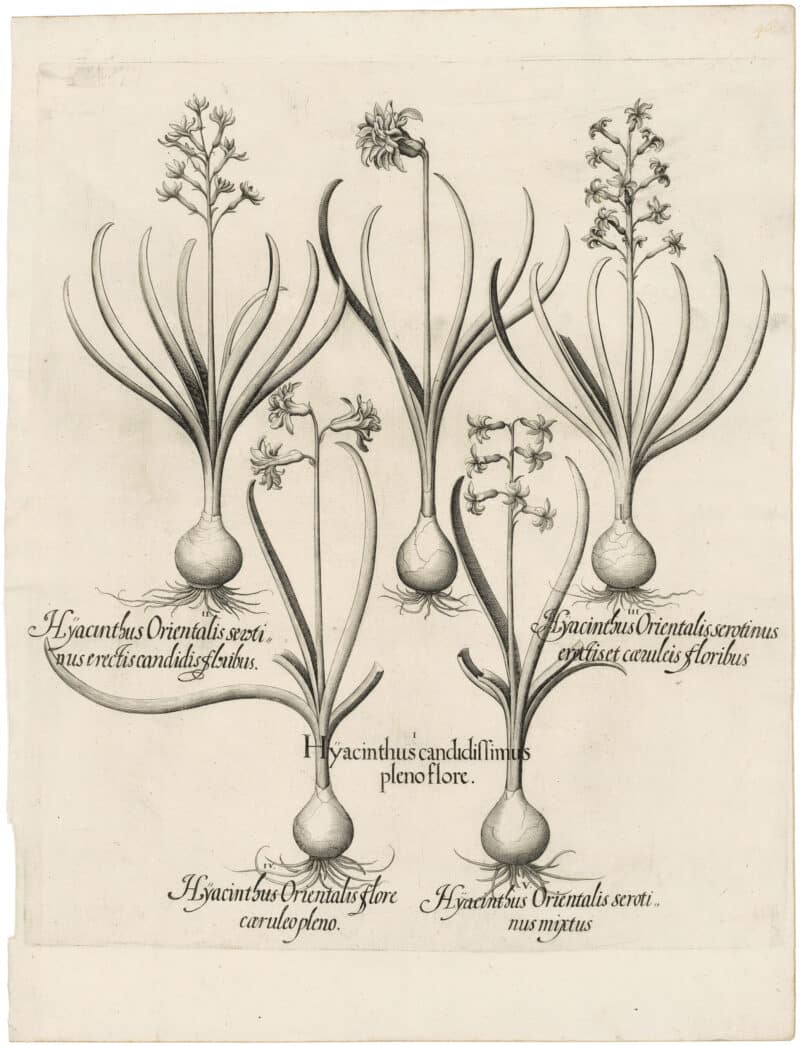 Besler Deluxe Ed. Pl. 46, Garden hyacinths