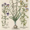 Besler Deluxe Ed. Pl. 48, Late wild hyacinth, Wild purple pansy, et al