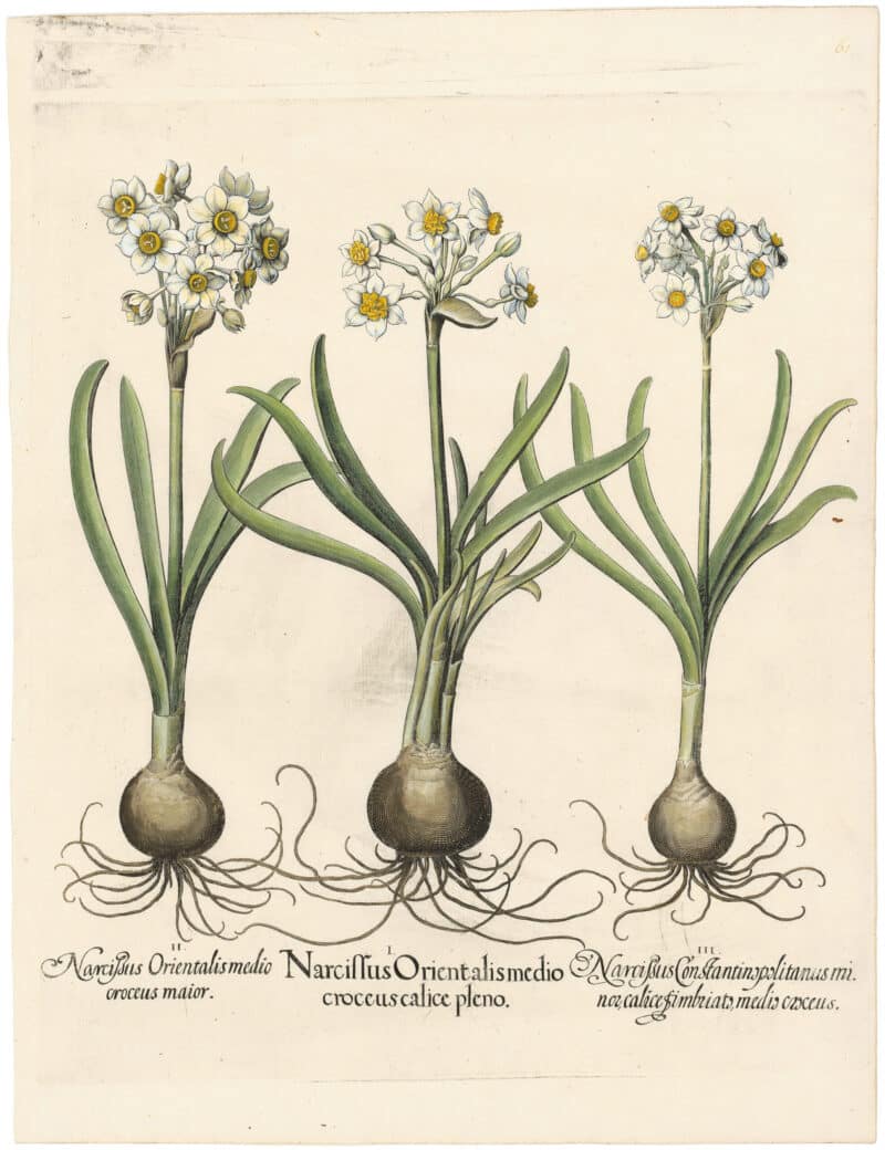 Besler Deluxe Ed. Pl. 61, Polyanthus narcissi with yellow centers