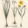 Besler Deluxe Ed. Pl. 66, White polyanthus jonquil with small flowers