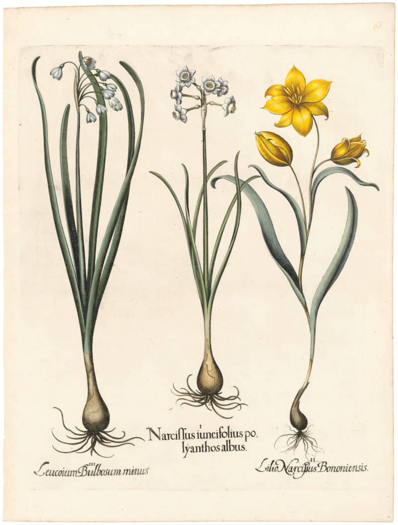 Besler Deluxe Ed. Pl. 66, White polyanthus jonquil with small flowers