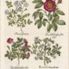 Besler Deluxe Ed. Pl. 99, Eglantine (sweetbriar), Common dog rose, et al