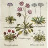 Besler Deluxe Ed. Pl. 112, Proliferous English daisy, Red double-flowered English,et al