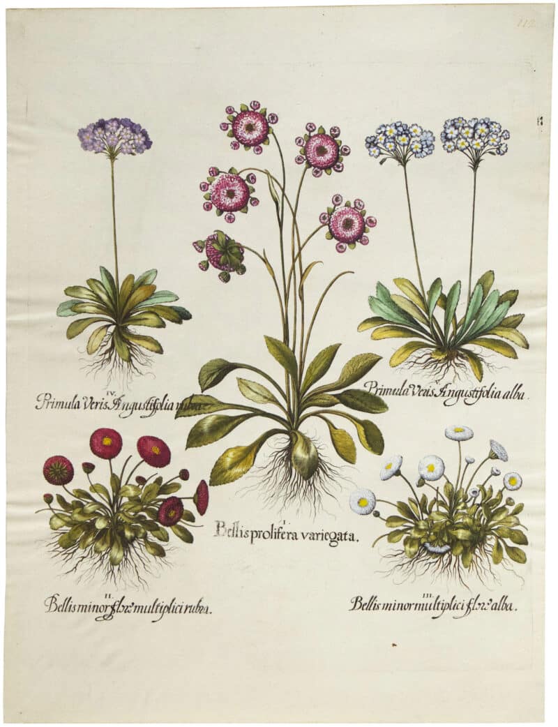 Besler Deluxe Ed. Pl. 112, Proliferous English daisy, Red double-flowered English,et al