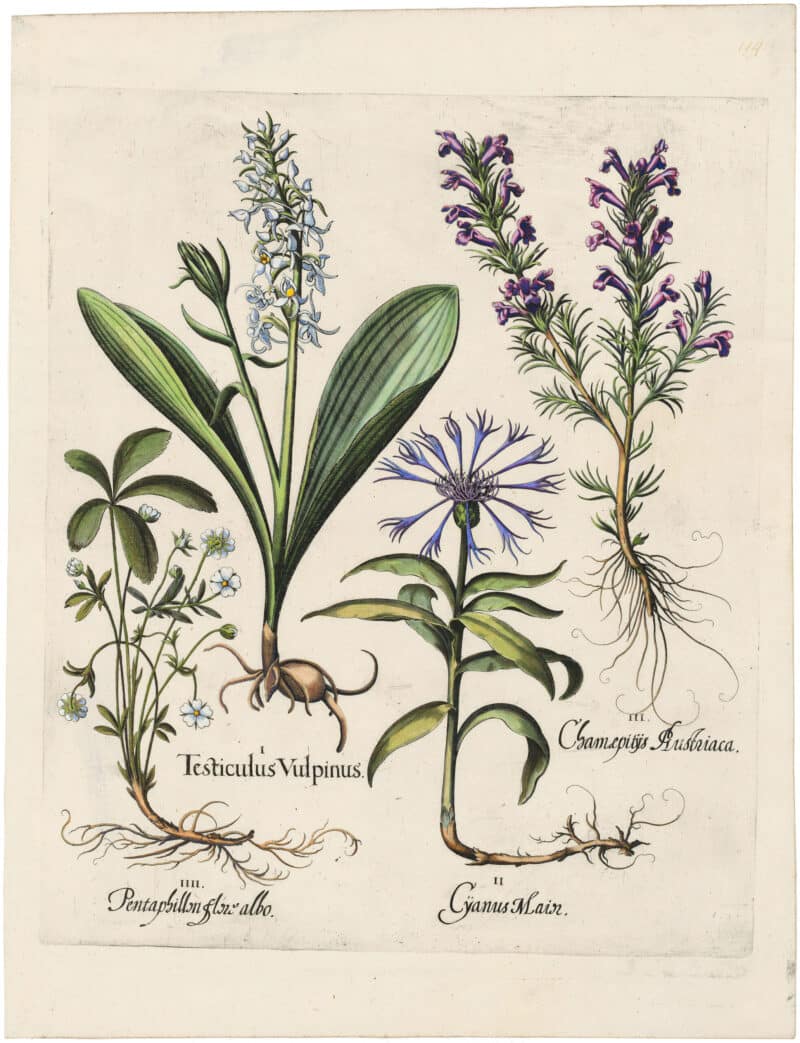 Besler Deluxe Ed. Pl. 114, Butterfly orchid, Mountain bluet, Dragonhead et al