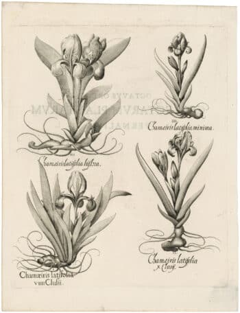Besler Deluxe Ed. Pl. 117, Varigated dwarf bearded iris, Mauve dwarf bearded iris,et al
