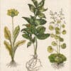 Besler Deluxe Ed. Pl. 128, Alexandrian ruscus, Double-flowered primrose, et al
