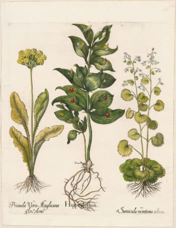 Besler Deluxe Ed. Pl. 128, Alexandrian ruscus, Double-flowered primrose, et al