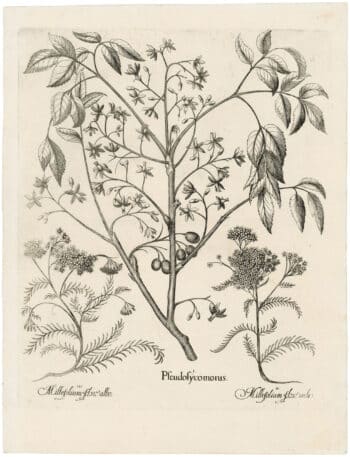 Besler Deluxe Ed. Pl. 136, Chinaberry, Pink yarrow, White yarrow