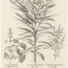 Besler Deluxe Ed. Pl. 138, White oleander, Basil, Small-leaved basil