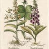 Besler Deluxe Ed. Pl. 149, Herb paris, Common pink foxglove, Yellow foxglove