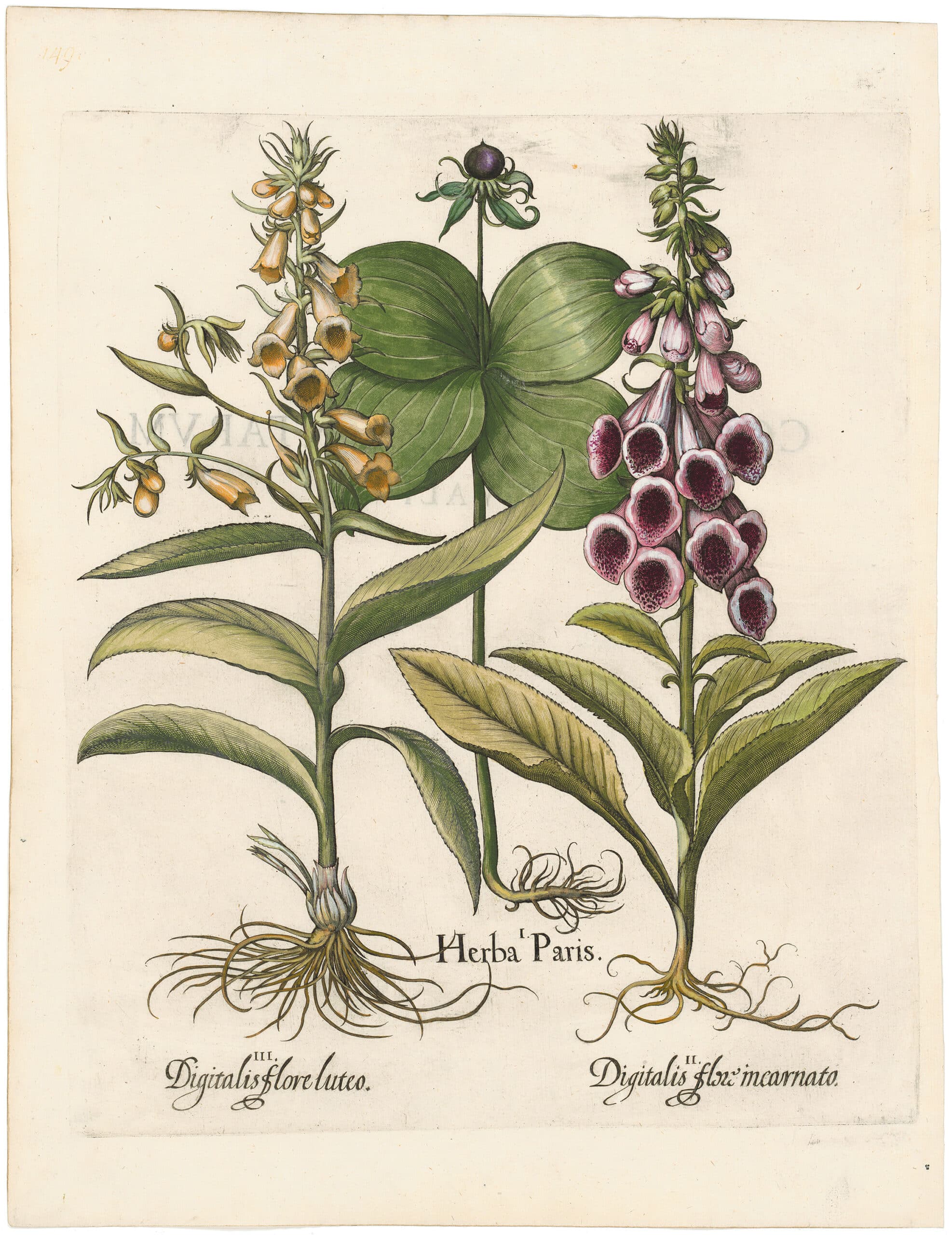 Besler Deluxe Ed. Pl. 149, Herb paris, Common pink foxglove, Yellow foxglove