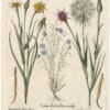 Besler Deluxe Ed. Pl. 161, Blue alpine flax, Meadow salsify, Purple salsify
