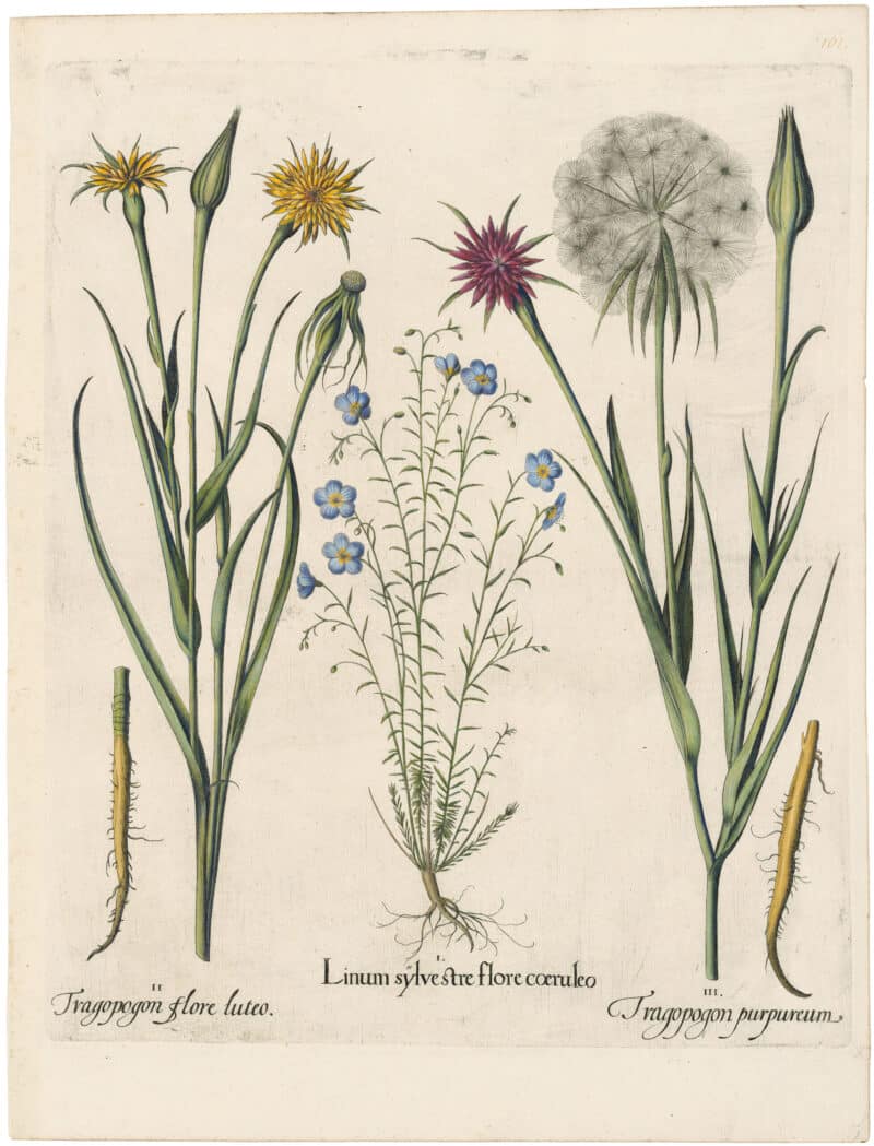 Besler Deluxe Ed. Pl. 161, Blue alpine flax, Meadow salsify, Purple salsify