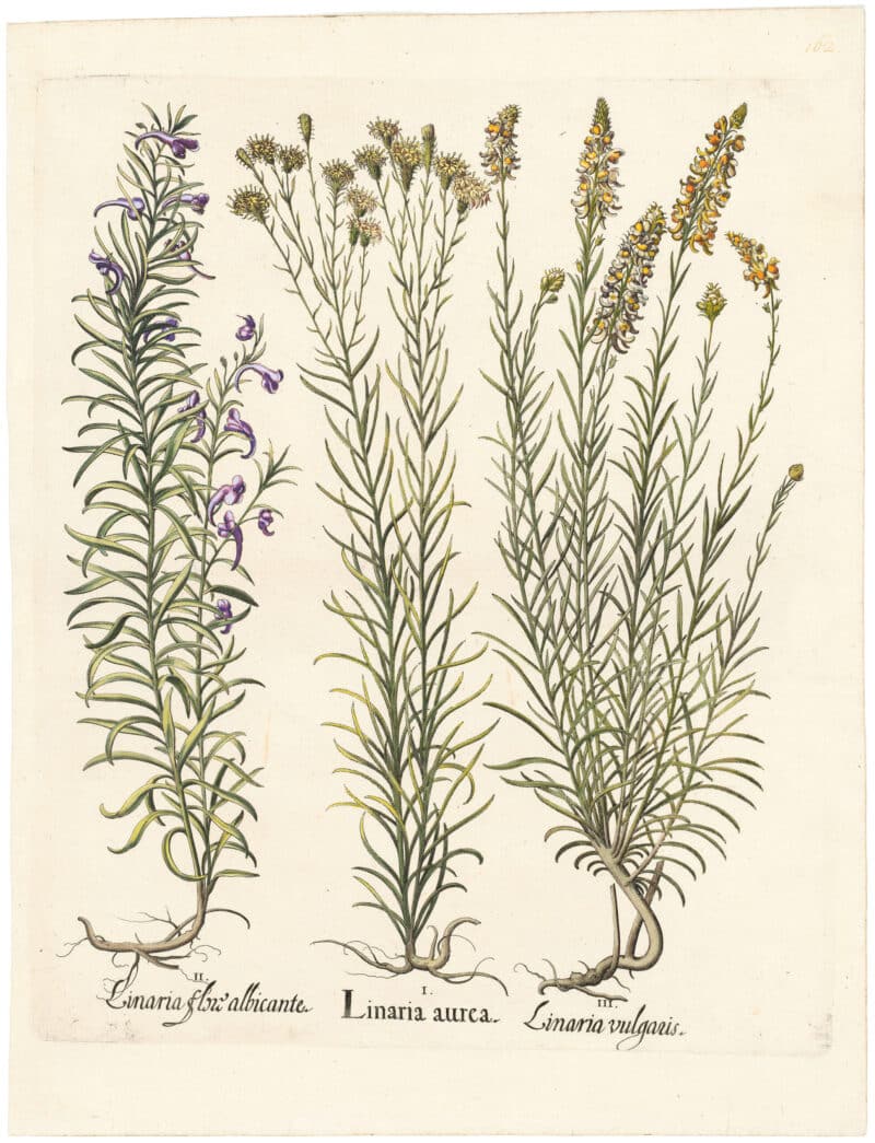 Besler Deluxe Ed. Pl. 162, Golden aster, Striped toadflax, Toadflax