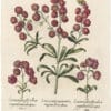Besler Deluxe Ed. Pl. 166, Double-flowered stocks with variegated, rose-colored flowers