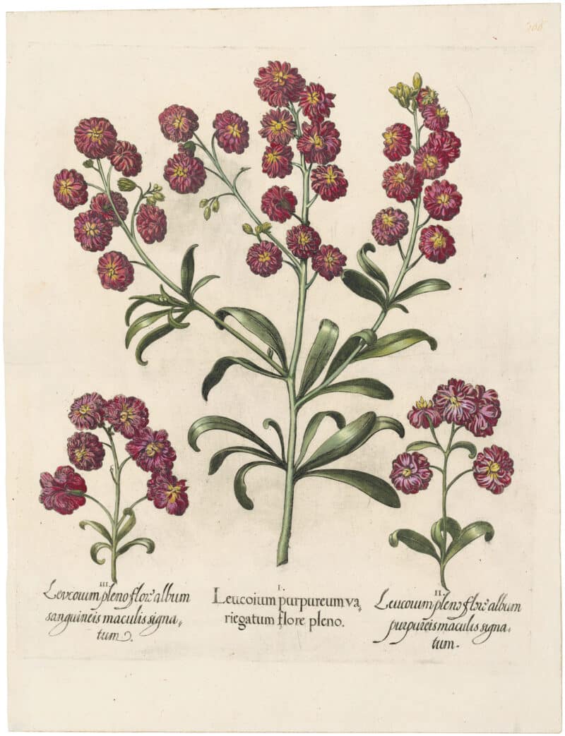 Besler Deluxe Ed. Pl. 166, Double-flowered stocks with variegated, rose-colored flowers