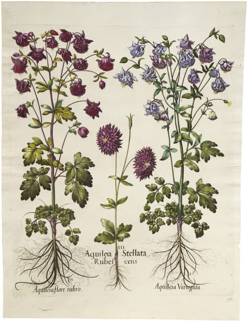 Besler Deluxe Ed. Pl. 171, Double-flowered violet columbine, et al