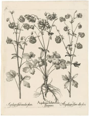 Besler Deluxe Ed. Pl. 173, Double-flowered speckled columbine, et al