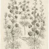 Besler Deluxe Ed. Pl. 177, Wild variegated larkspur, Double-flowered white larkspur