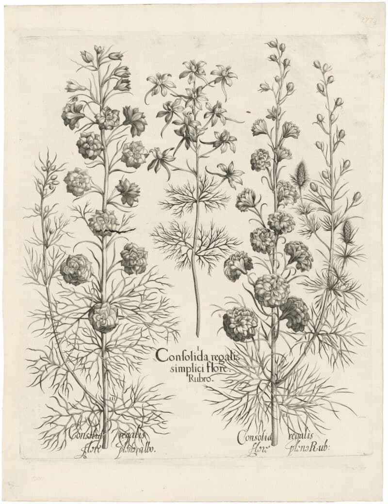 Besler Deluxe Ed. Pl. 177, Wild variegated larkspur, Double-flowered white larkspur