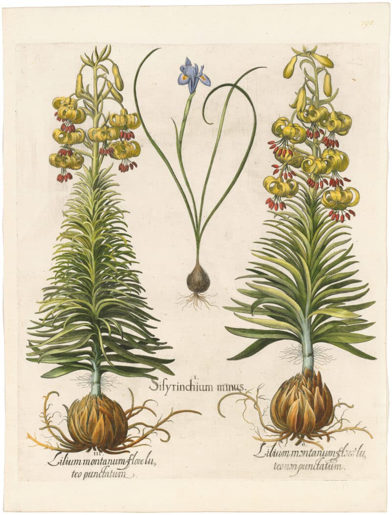 Besler Deluxe Ed. Pl. 190, Spanish nut, Yellow turk's-cap lily, et al