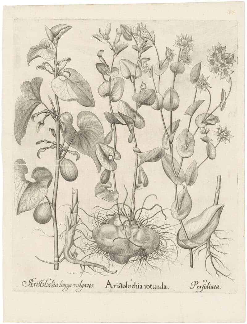 Besler Deluxe Ed. Pl. 194, Round-rooted birthwort, Clematis birthwort, Hare's ear
