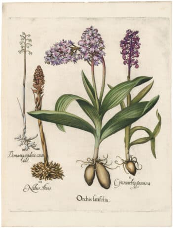 Besler Deluxe Ed. Pl. 195, Purple orchid, Stinking orchid, Coral root, et al