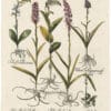 Besler Deluxe Ed. Pl. 196, Wild orchid, Pink marsh orchid, Butterfly orchid, et al