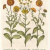 Besler Deluxe Ed. Pl. 206, Proliferous calendula, Multiple-flowered calendula, et al