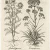 Besler Deluxe Ed. Pl. 213, Large mountain saxifrage, False pyrethrum