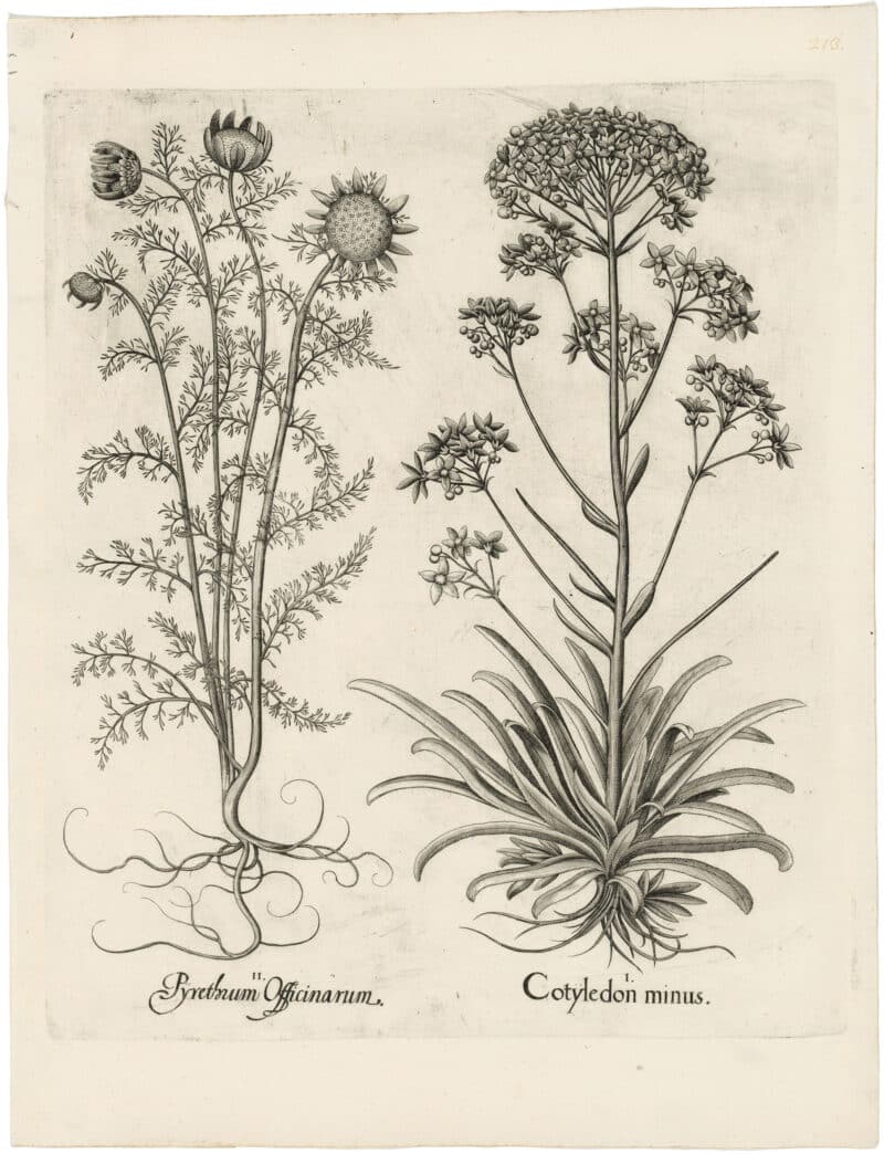 Besler Deluxe Ed. Pl. 213, Large mountain saxifrage, False pyrethrum