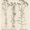 Besler Deluxe Ed. Pl. 215, Pulicaria, Italian starwort, Broad-leaved Italian starwort