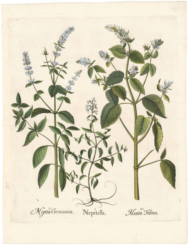 Besler Deluxe Ed. Pl. 229, Small catmint, Smooth catmint, Catnip