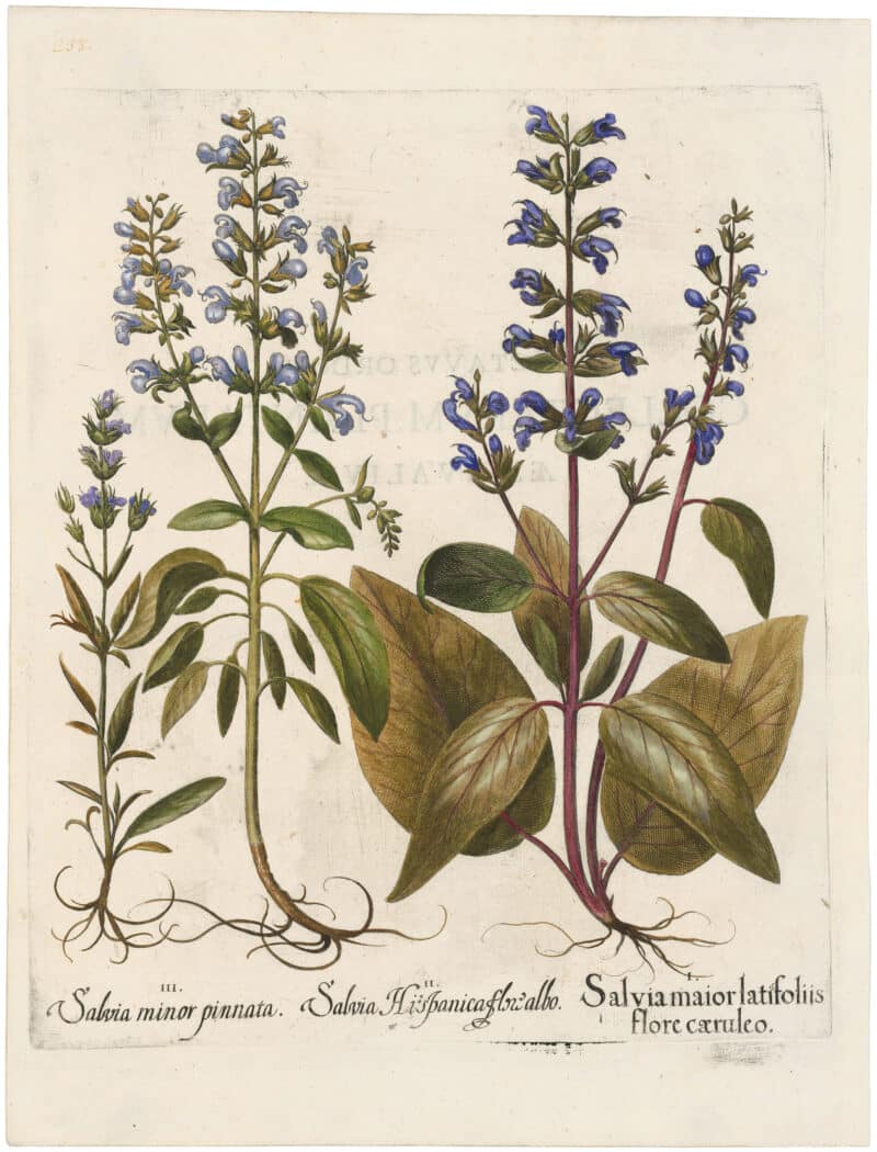 Besler Deluxe Ed. Pl. 238, Blue-flowered sage, White-flowered sage, Violet sage