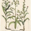 Besler Deluxe Ed. Pl. 243, Bugloss, Hound's-tongue, Hound's-tongue of Narbonne