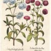 Besler Deluxe Ed. Pl. 250, Red campion, double-flowered garden form, White campion