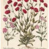 Besler Deluxe Ed. Pl. 251, Crimson double-flowered mullein pink, et al